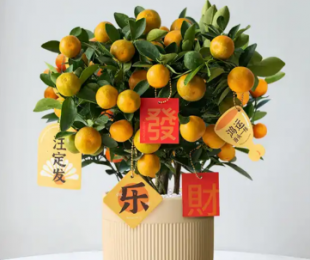 金桔樹盆栽怕冷嗎怎么養